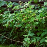 Kako pravilno vezati malinu